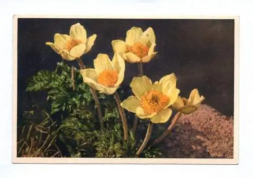 Ak Anemone sulfurea Schwefelgelbe Anemone