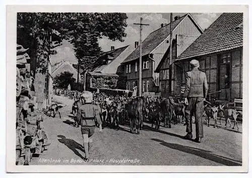 Ak Altenbrak im Bodetal Harz Hauptstraße 1954