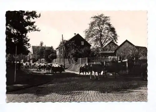 Foto Ak Tambach-Dietharz Thüringer Wald Viehaustrieb 1960