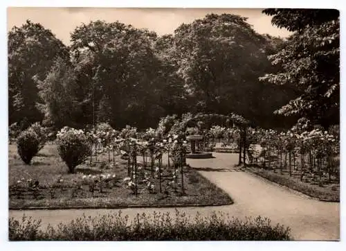 Foto Ak Aschersleben Rosarium 1970