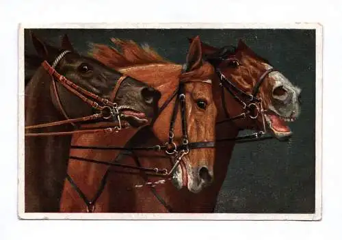 Künstler Ak A. Koch Edle Pferde 1926