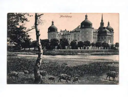 Künstler Ak Moritzburg Schloss Wildschweine