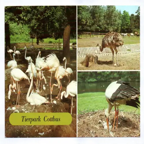 Ak Tierpark Cottbus 1986 Flamingo Brutkolonie Nandu Weißstorch mit Jungen