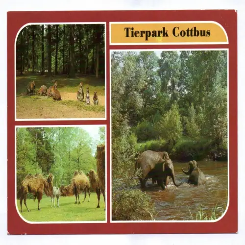 Ak Tierpark Cottbus 1986 Benett Känguruhs Trampeltiere Asiatische Elefanten
