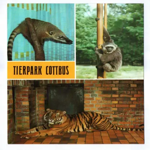 Ak Tierpark Cottbus 1986 Nasenbär Silbergibbon Sumatratiger
