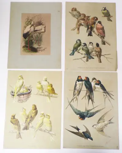 Drucke Vogel einheimische Vögel Chromolitho um 1900 Hiacomelli Ornithologie