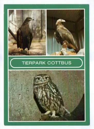 Ak Tierpark Cottbus 1986 Steppenadler Kaiseradler Steinkauz