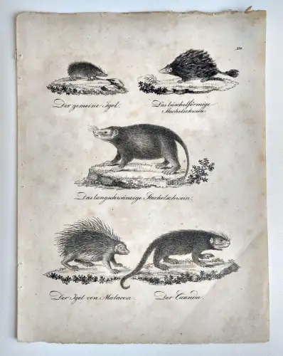 Druck Tiere Arten Der gemeine Igel Stachelschwein Malacca alter Kupferstich