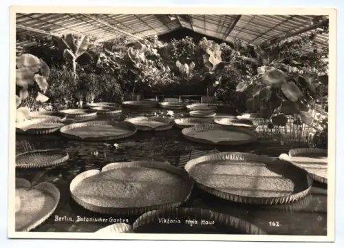 Foto Ak Viktoria regia Haus um 1950 Berlin Botanischer Garten