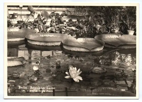 Foto Ak Berlin Botanischer Garten im Viktoria regia Haus um 1950