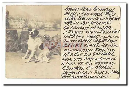 Autriche Austria Ansichtskarte AK Chien