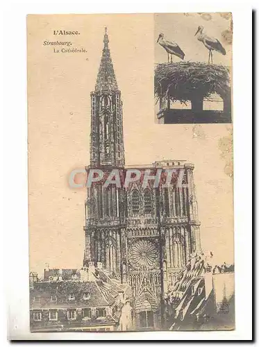 Strasbourg Ansichtskarte AK La cathedrale (cigognes)