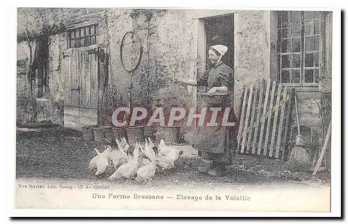 Une ferme bressane Cartes postales Elevage de la volaille (reproduction)