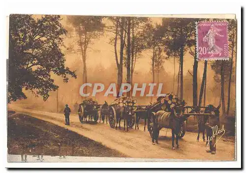 DAns les Landes de Gascogne Ansichtskarte AK Effet de brume dans la foret (attelage chevaux)