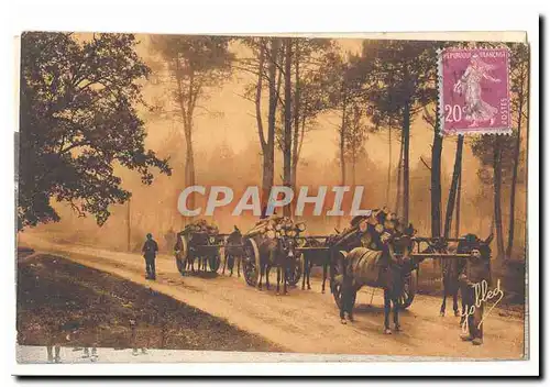 DAns les Landes de Gascogne Cartes postales Effet de brume dans la foret (attelage chevaux)