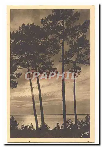 Les charmes de la Cote d'Argent Mer et foret Cartes postales D'arcachon au Moulleau Silhouettes de pins