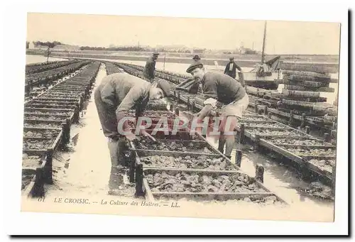 Le Croisic Cartes postales La culture des huitres (ostreiculture) TOP