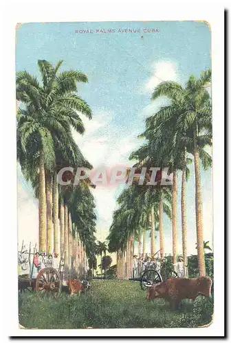Cuba Cartes postales Royal Palms avenue (palmiers)
