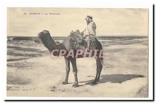 Algerie Cartes postales Un mehariste (chameau camel)