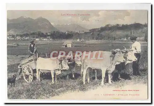 Lourdes Cartes postales attelage pyreneen (boeufs) TOP