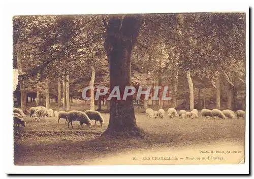 Les Chatelets Ansichtskarte AK Moutons au paturage