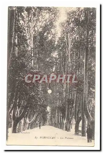 Perpignan Cartes postales Les platanes (arbres tree)