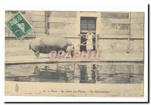 Paris (5eme) Cartes postales Jardin des plantes Les Hippopotames (hippopotamus)