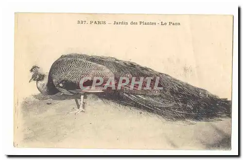 Paris Cartes postales Jardin des plantes Le paon