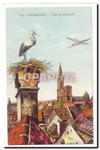 Strassburg Cartes postales Nid de cigognes