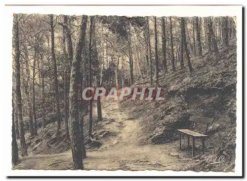 Chatel Guyon Cartes postales moderne Allee dans les pins du Mont Chalusset