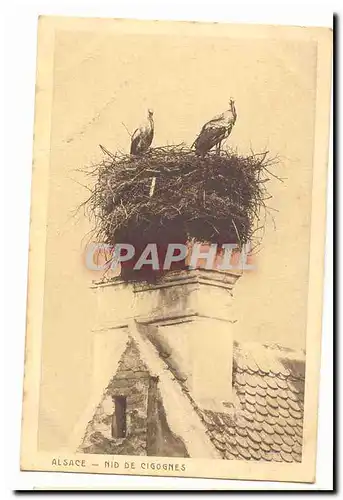 Alsace Cartes postales Nid de cigognes (oiseau bird)