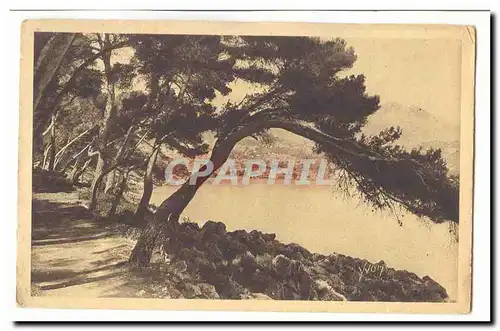 Menton Cartes postales Sentier dans la Pinede