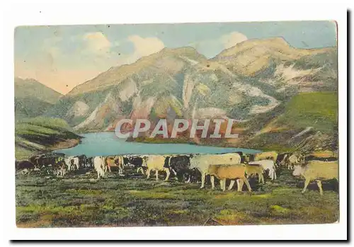 Pyrenees Ansichtskarte AK Troupeau descendant (vaches)