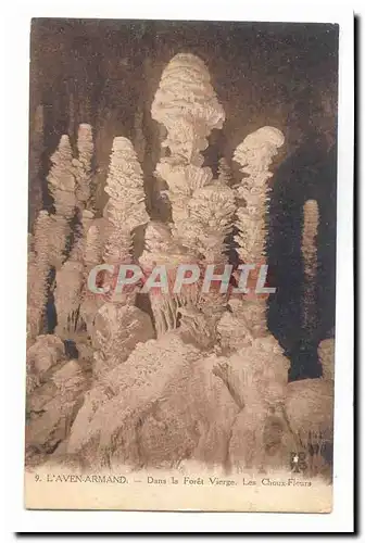 L'aven Armand Cartes postales Dans la foret vierge les choux fleurs