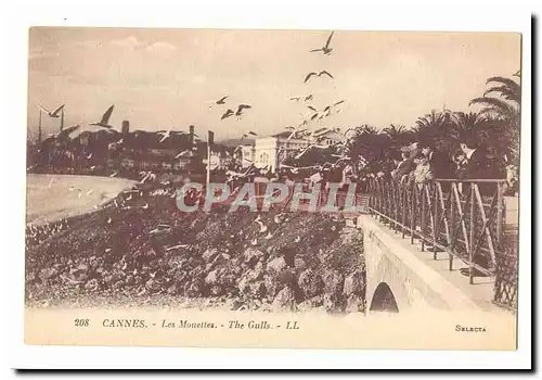 Cannes Cartes postales Les mouettes the Gulls