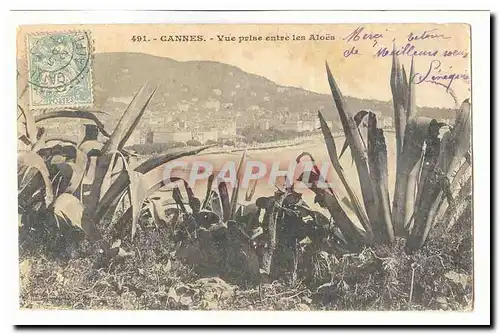 Cannes Cartes postales Vue prise entre les Aloes