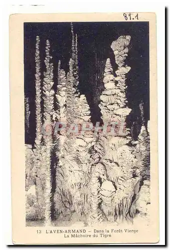 L'Aven Armand Cartes postales Dans la foret vierge La machoire du tigre