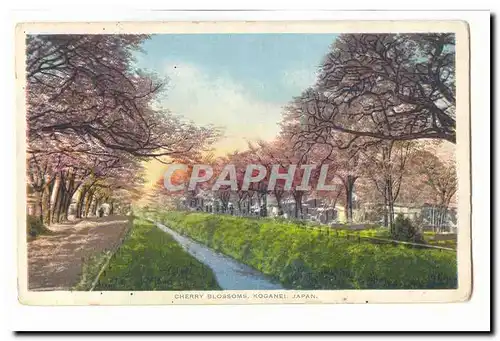 Japon Cartes postales Cherry Blossoms Koganei Japan