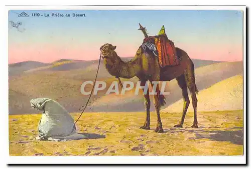Cartes postales La priere du desert (chameau dromadaire)