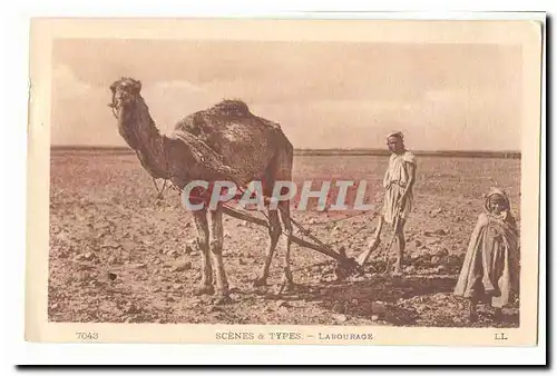 MAroc Cartes postales Un labourage (chameau dromadaire)