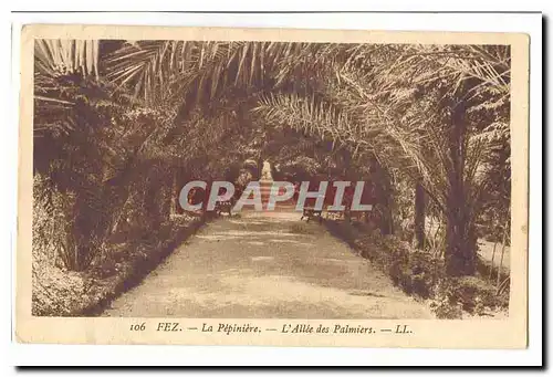MAroc Cartes postales La pepiniere L&#39allee des palmiers