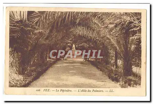 MAroc Cartes postales La pepiniere L'allee des palmiers