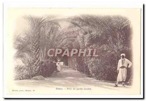 Algerie Biskra Ansichtskarte AK Allee du jardin Landon