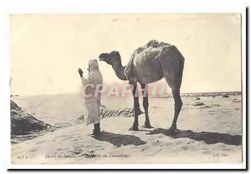 Algerie Desert du Sahara Ansichtskarte AK LA priere du chamelier