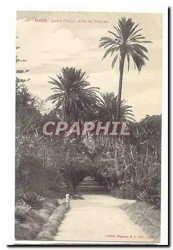 Algerie Alger Cartes postales Jardin d'hotel Allee des palmiers