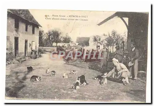 Aspach le Haut Cartes postales Chats affames rodant autour des cuisines