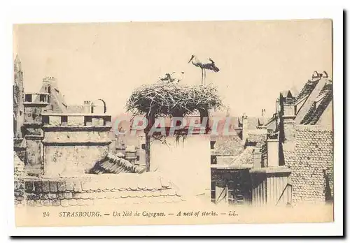 Strasbourg Cartes postales Un nid de cigognes (storks)