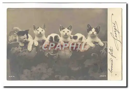 Cartes postales Fantaisie Chats chatons