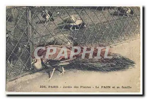 Paris Jardin des Plantes Le Paon et sa famille Ansichtskarte AK