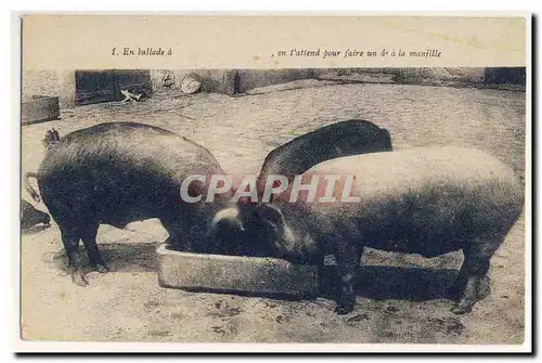 Cochons Porcs En ballade a on t attend pour faire un quatrieme a la manille Cartes postales